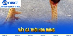 Vảy Gà Thới Hoa Đăng