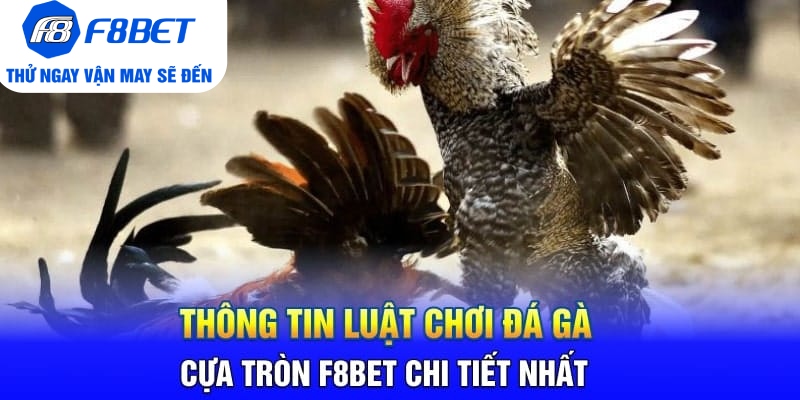 Kinh Nghiệm Chơi Đá Gà Cựa Tròn Từ Sư Kê Tại F8BET